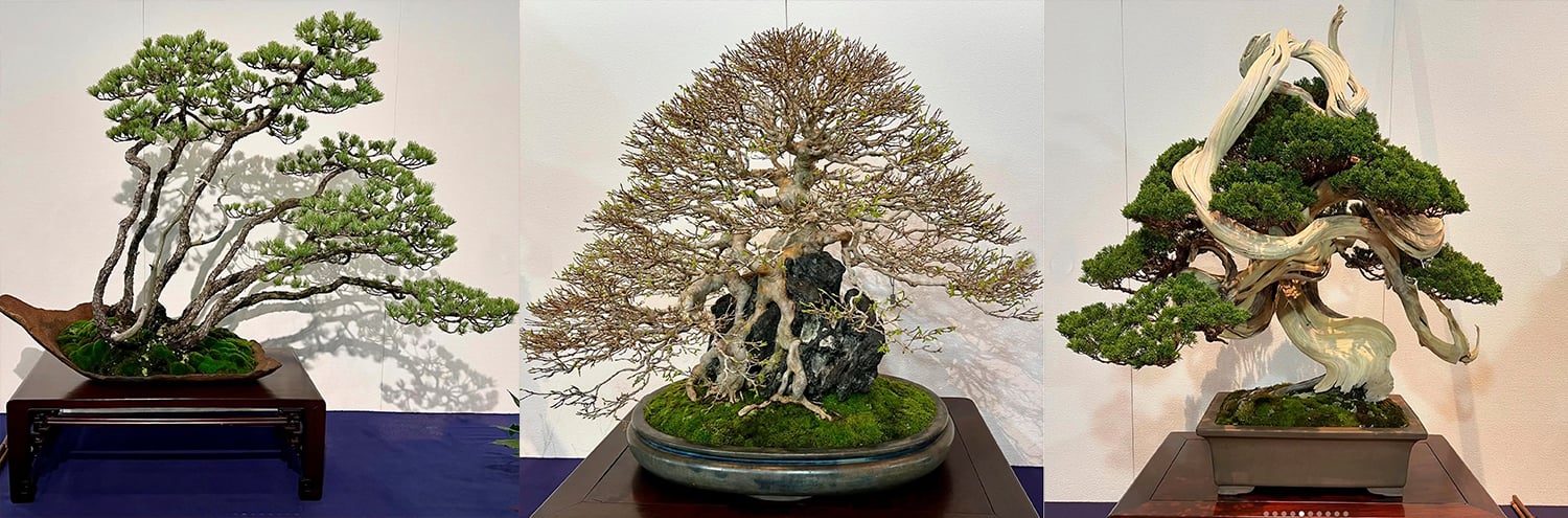 judas bonsai 40% OFF] 1+1 Bonsai Kit Gift Set – Grow Your Own Bonsai! (4 Trees) – Bonsai  Nest main image 0